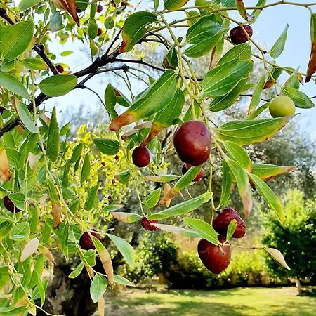 Alexandros Stone House فيلة *