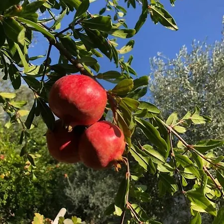 فيلة Alexandros Stone House *