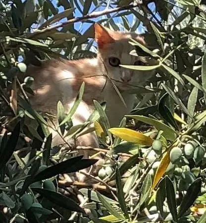 Alexandros Stone House 别墅 *