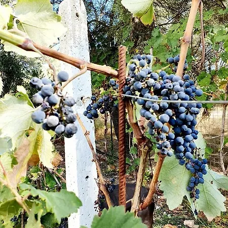 Alexandros Stone House 别墅 奈德里