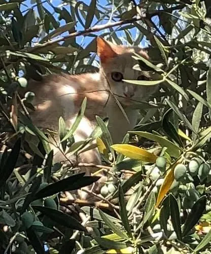 Alexandros Stone House Villa *